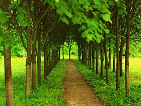 ровная пешеходная дорожка аллеи в парке между лиственными деревьями с пышной зеленой кроной