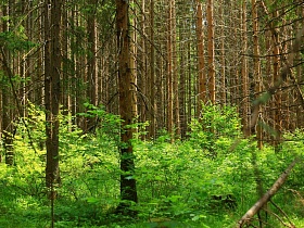 засохшие нижние ветки хвойных деревьев среди зеленого подлеска в густом сосновом лесу