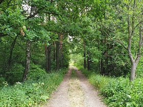 ровная полоса лесной дороги под сводами густых веток лиственных деревьев