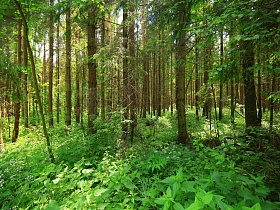 подлесок, густая зеленая трава и цветы на высоких стеблях в прозрачном сосновом лесу