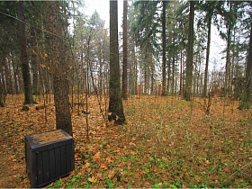 деревянный ящик у ствола высокого дерева и желтые опавшие листья на земле в хвойном лесу с академической дачей(1947-60 гг)