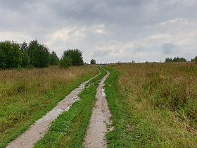 грунтовая дорога после дождя среди зеленой травы на опушке соснового леса