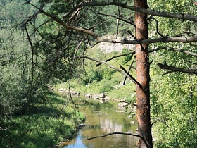 белый скалистый берег чистой мелководной реки с каменистым дном в окружении густого хвойного леса
