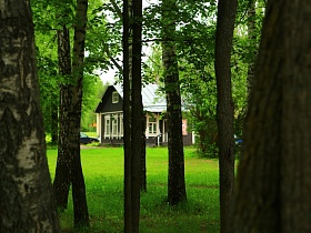 вид на серый ухоженный жилой деревянный домик с белыми резными наличниками на окнах в окружении яркой зелени травы сквозь стволы стройных берез