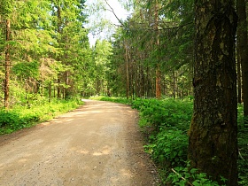 толстые стволы старых деревьев вдоль хорошей проселочной дороги в хвойном лесу с открытым участком