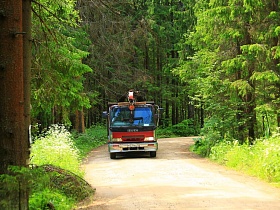 машина на проселочной дороге в густом сосновом лесу в теплый солнечный день