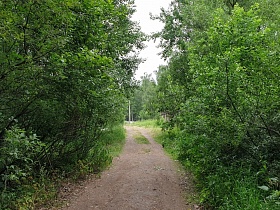ровная накатанная дорога, ведущая к перезду в густом зеленом лесу