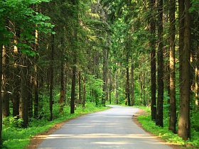 ажурная крона сосен дает много света на хорошую ровную дорогу в густом лесу