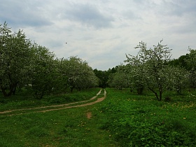 накатанная автомобильная дорога между цветущими деревьями в яблоневом саду - ЛГ в летнее время