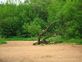 старое высохшее срубленное дерево на песчанном берегу реки в окружении густой зелени деревьев в летнее время
