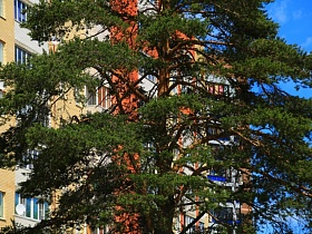 высокий ствол сосны с пушистой зеленой кроной на фоне современного многоэтажного жилого дома в Дубне для аренды для съемок кино