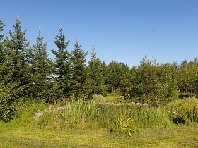 высокие кусты травы, хвойные, лиственные и фруктовые деревья на участке дачного домика в Годуново