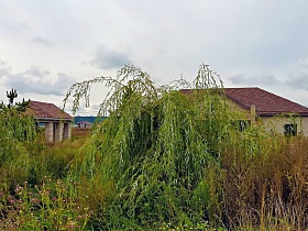 зеленые ветви ивы на участке с цветами и засохшей высокой травой у недостроенного дома в коттеджном поселке