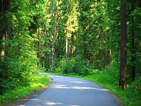 густой зеленый сосновый лес с гладкой поверхностью  асфальтированной дороги с поворотами