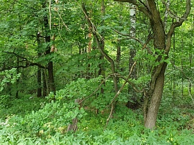 переплетенные стволы деревьев с густой зеленой кроной в лесной зоне