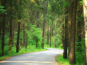 коричневые стволы высоких хвойных деревьев вдоль хорошей ровной дороги в густом сосновом лесу