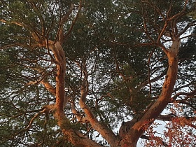 огромное раскидистое зеленое хвойное дерево с коричневым стволом на участке жилого деревянного дома в осеннее время