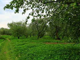 сочная зеленая трава под многочисленными цветущими яблонями в летнем саду с ульями и теплицами