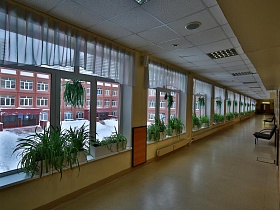 окна школы с белыми гардинам украшены комнатными цветами