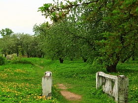 старые бетонные перила вдоль протоптанной тропинки в большом  цветущем яблоневом саду - ЛГ