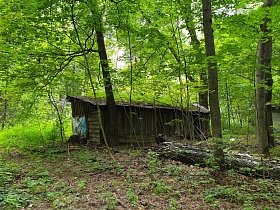 длинная старая деревянная хозяйственная постройка на участке заброшенного дома среди опавшей листвы и зеленой травы под густыми зелеными ветками высоких деревьев