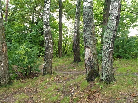 стволы старых лиственных деревьев с разрушенной корой на сосновом берегу водохранилища 3