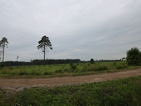 накатанная грунтовая дорога с поворотами в чистом зеленом поле с густой травой у основания соснового леса