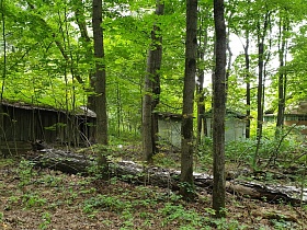 ствол старого разрушенного дерева в опавшей листве на участке заброшенного дома в зеленом лесу