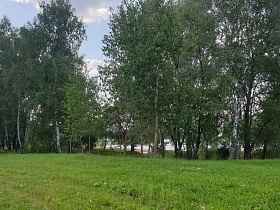 березовая роща на берегу зеленого живописного берега водохранилища 3 в Московской области