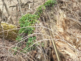 зеленое  вьющееся растение на поверхности почвы выкорчеванного с корнями ствола сухого дерева в лесополосе на торфоразработках