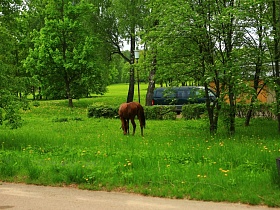 черный микроавтобус у желтого дома, коричневая лошадка на поляне с сочной зеленой травой и высокими деревьями в старом городке для съемок кино