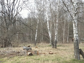 белые стройные березки среди лиственных деревьев в лесной зоне Акуловки на тофоразработках для съемок кино