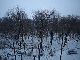 вид из окна на зимний лес