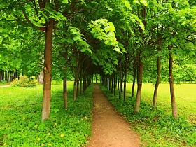 пешеходная аллея между ровными рядами лиственных деревьев в зеленом парке с густой зеленой травой и полевыми цветами