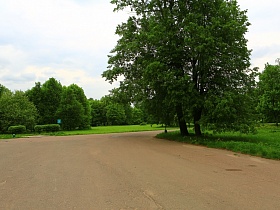 два высоких зеленых дерева на углу перекрестка ровных гладких дорог старого городка в летнее время