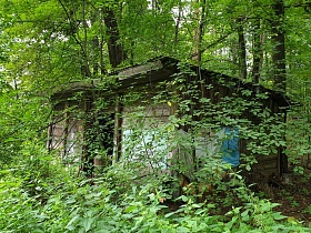 старая деревянная хозяйственная небольшая постройка без дверей под нависшими густыми ветками зеленых деревьев в лесу