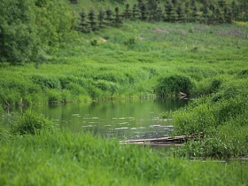 небольшие заливы реки в окружении густой зеленой травы и полевых цветов