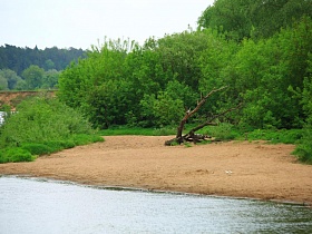 сухой ствол старого дерева на песчанном берегу реки извилистой реки у основания густого леса летом