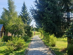 пешеходная дорожка, выложенная тротуарной плиткой с паребриком вдоль высоких зеленых елей, фруктовых деревьев напротив дачного домика в Годуново