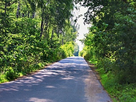 асфальтированная дорога в тени раскидистой кроны зеленых деревьев и кустов на обочине