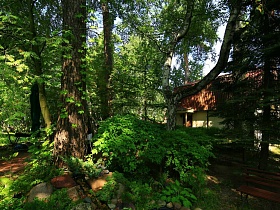 желтый двухэтажный домик в окружении лиственных и хвойных деревьев на участке в лесу