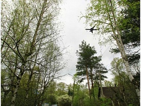 самолет в небе сквозь листву верхушек зеленых деревьев вдоль дороги в дачном поселке