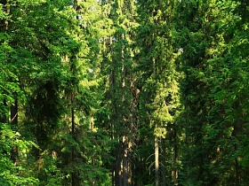 молодые и взрослые деревья с зеленой кроной соснового прозрачного леса летним днем