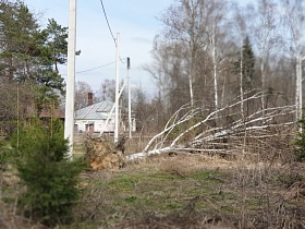 сухой ствол дерева, выкорчеванный с корнями на участке с зелеными соснами и белыми березками в Акуловке на торфоразработках