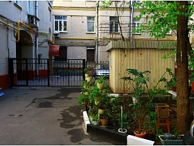 разнообразные комнатные цветы в полисаднике двора на Долгоруковской