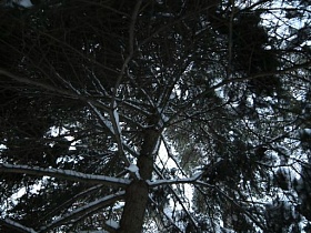 густая хвоя высоких сосен на дачном участке в лесу