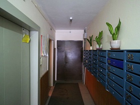 комнатные цветы на синих почтовых ящиках в холле подъезда с лифтами в современной высотке