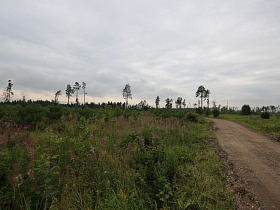 грунтовая дорога с поворотом среди сосен, зеленой высокой травы и полевых цветов под облаками на небе