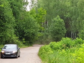 автомобиль на гладкой дороге с переездом в лесу со стройными белыми березками для съемок кино