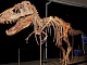 Николас Кейдж отдаст Монголии череп динозавра стоимостью $276 тыс.
